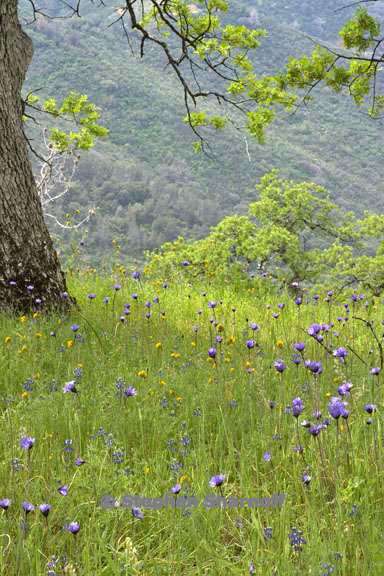 alisons place 3560d graphic